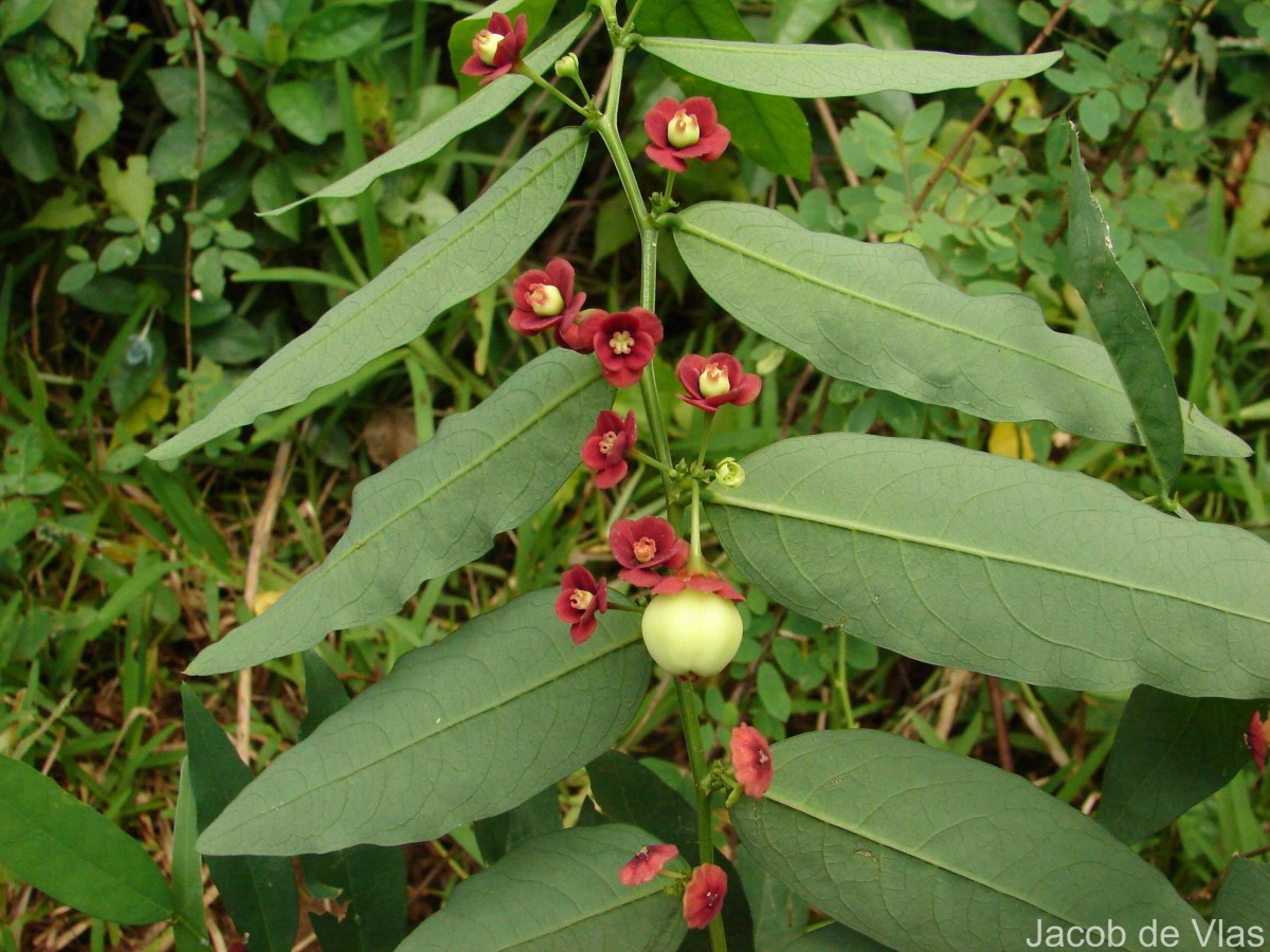 Phyllanthus androgynus (L.) Chakrab. & N.P.Balakr.